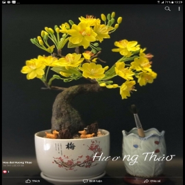 Hoa dat Hoa mai bonsai ( H32cm)