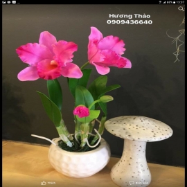 Hoa dat Lan Catt hồng 2 hoa ( H28cm)