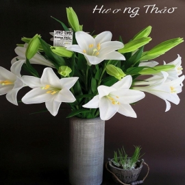 Hoa dat Hoa Lis - bách hợp trắng ( H55cm)