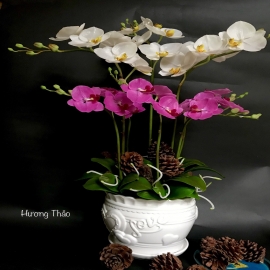 Hoa dat Lan hồ điệp ( 3 trắng, 5 tím mini)