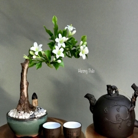 Hoa dat Nguyệt Quế bonsai dáng ngang  0820 (H20cm)