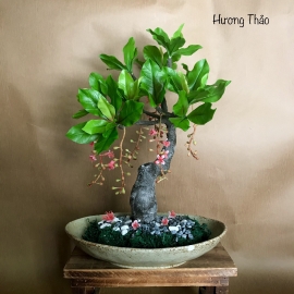 Hoa dat Lộc vừng bonsai  0820 ( H32cm)