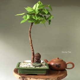 Hoa dat Bonsai bồ đề dáng đứng 0820 ( H42cm)
