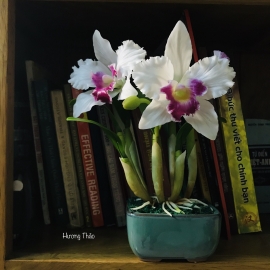 Hoa dat Lan Cattleya trắng tím 0820 ( 2 hoa , H25cm)