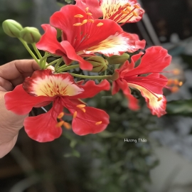 Hoa dat Hoa Phượng cành 0820 ( H30cm)
