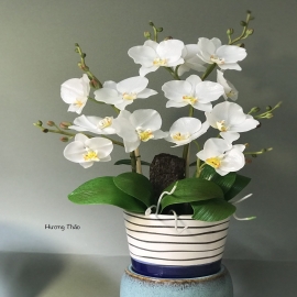 Hoa dat Hồ Điệp trắng (9.20) H 45cm