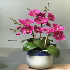 Hoa dat Hồ điệp tím (10.20) H45cm