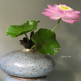 Hoa dat Sen bách diệp hồng 1 hoa (10.20) H40 cm