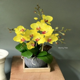 Hoa dat Hồ điệp vàng (10.20) H48cm 