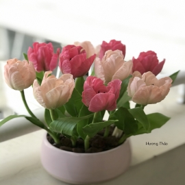Hoa dat Tulip  Hồng - Kem ( 10C-2021) 