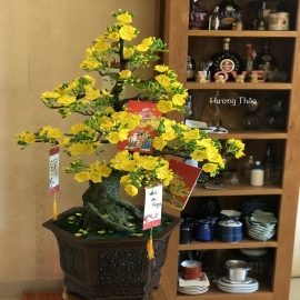 Hoa dat Bonsai Mai ( Size đại - 2021)