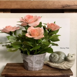 Hoa dat Hoa hồng cam da (2021)