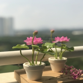 Hoa dat Sen hồng mini (2021)