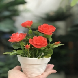Hoa dat Hoa hồng cam đỏ (2021)