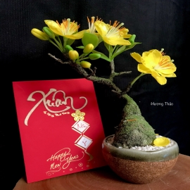 Hoa dat Bonsai Mai