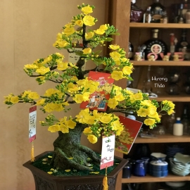 Hoa dat Bonsai Mai ( cây đại )
